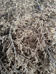 Artemisia capillaris