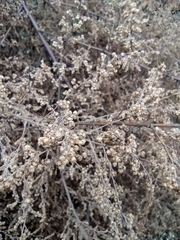 Artemisia capillaris