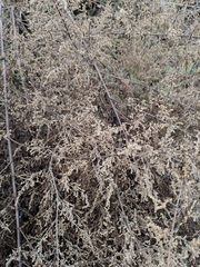 Artemisia capillaris