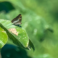 Adelpha phylaca