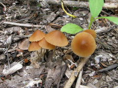 Conocybe smithii