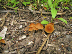 Conocybe smithii