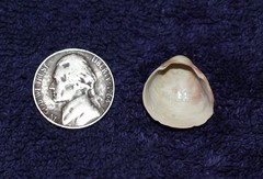 Laevicardium mortoni