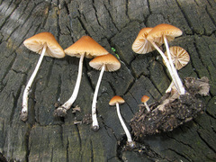 Conocybe smithii