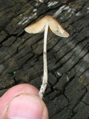 Conocybe smithii