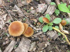 Conocybe smithii