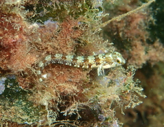 Microlipophrys dalmatinus