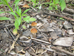 Conocybe smithii
