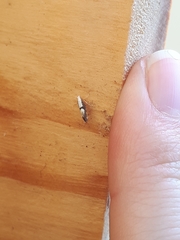 Argyresthia spinosella