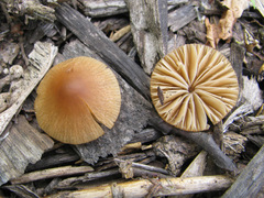 Conocybe smithii