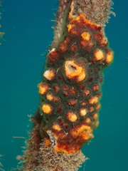 Schizoporella errata