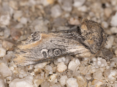 Walterella ocellata