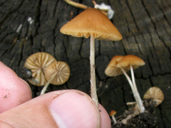 Conocybe smithii