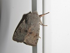 Perigrapha sellingi