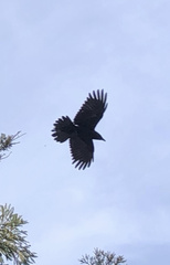 Corvus brachyrhynchos