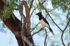 Cyanocorax cyanopogon