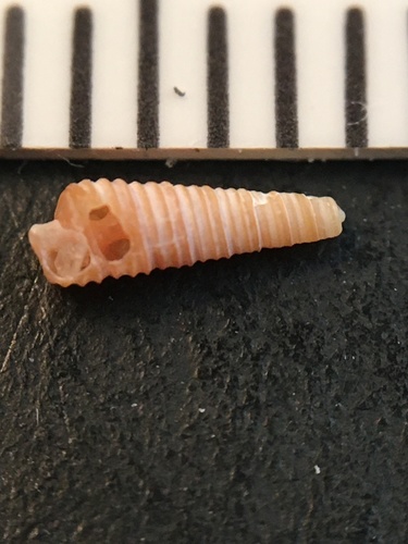 Cerithiopsidae image