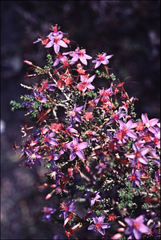 Calytrix leschenaultii
