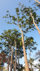 Ailanthus fordii