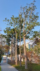 Ailanthus fordii