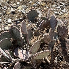 Opuntia santa-rita