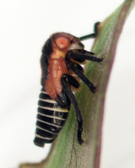 Eurymeloides marmorata