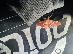 Phostria temira
