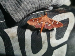 Phostria temira