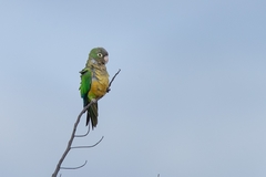 Eupsittula cactorum