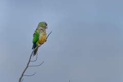 Eupsittula cactorum