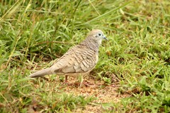 Geopelia placida placida