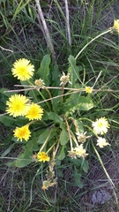 Taraxacum officinale