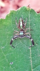 Lurio conspicuus