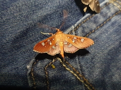 Phostria temira