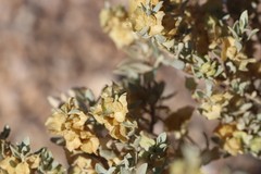 Atriplex vesicaria