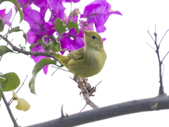 Setophaga petechia