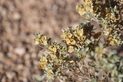 Atriplex vesicaria