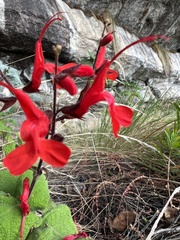 Salvia rubriflora