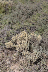 Atriplex vesicaria