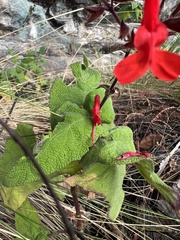 Salvia rubriflora