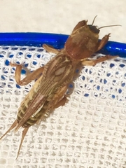 Gryllotalpidae