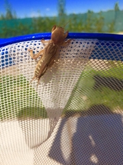 Gryllotalpidae