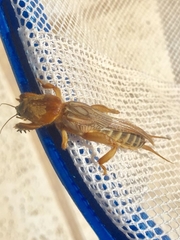 Gryllotalpidae