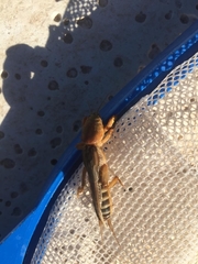 Gryllotalpidae