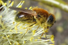 Cheilosia grossa