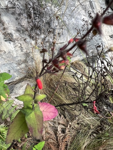 Salvia rubriflora, photograph 4