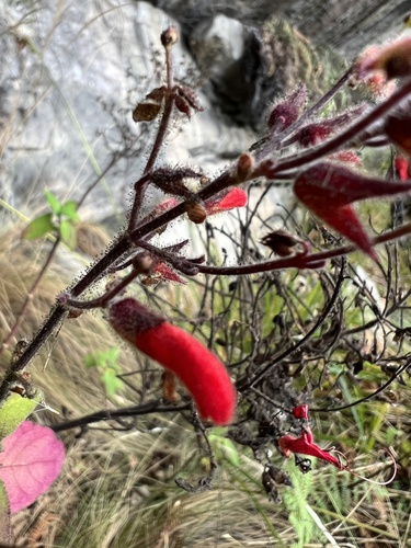 Salvia rubriflora, photograph 5