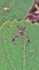 Lurio conspicuus