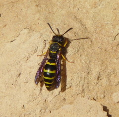 Odynerus consobrinus