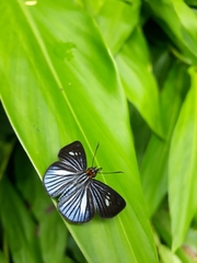 Pythonides lancea